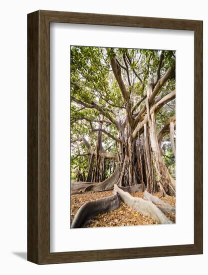 Large Twisted Roots of a Moreton Bay Fig Tree (Banyan Tree) (Ficus Macrophylla)-Matthew Williams-Ellis-Framed Photographic Print