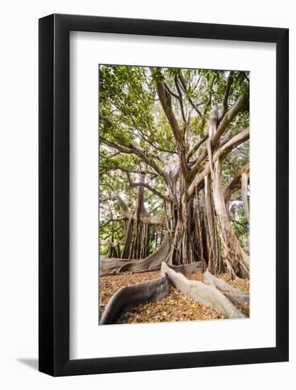 Large Twisted Roots of a Moreton Bay Fig Tree (Banyan Tree) (Ficus Macrophylla)-Matthew Williams-Ellis-Framed Photographic Print