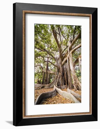 Large Twisted Roots of a Moreton Bay Fig Tree (Banyan Tree) (Ficus Macrophylla)-Matthew Williams-Ellis-Framed Photographic Print