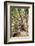 Large Twisted Roots of a Moreton Bay Fig Tree (Banyan Tree) (Ficus Macrophylla)-Matthew Williams-Ellis-Framed Photographic Print