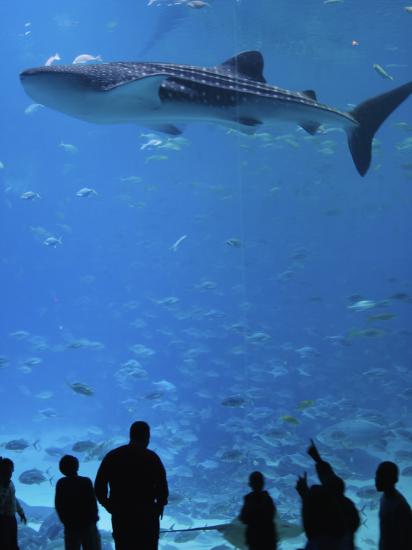 Large Whale Shark Swimming In Tank With People Below At Georgia Aquarium P Ographic Print By Frank Carter Art Com Large Whale Shark Swimming In Tank With People Below At Georgia Aquarium P Ographic Print By Frank Carter Art Com