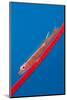 Large Whip Goby (Bryaninops Amplus) with a Parasitic Copepod-Alex Mustard-Mounted Photographic Print