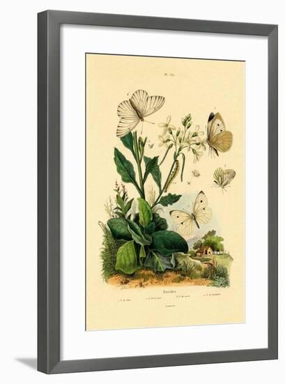 Large White, 1833-39-null-Framed Giclee Print