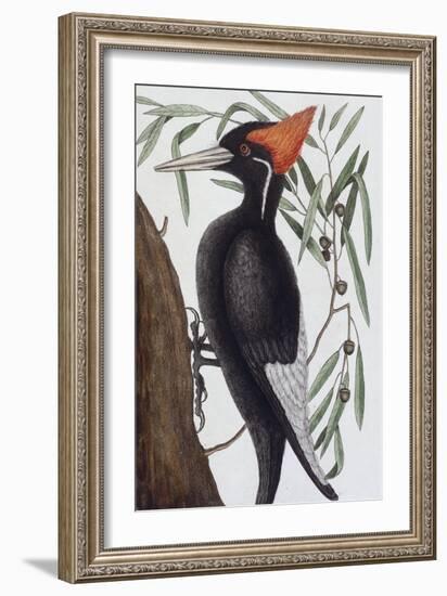 Large White Billed Woodpecker, Natural History of Carolina, Florida and the Bahamas Islands, 1731-Mark Catesby-Framed Giclee Print