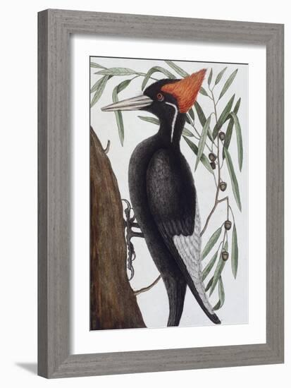 Large White Billed Woodpecker, Natural History of Carolina, Florida and the Bahamas Islands, 1731-Mark Catesby-Framed Giclee Print