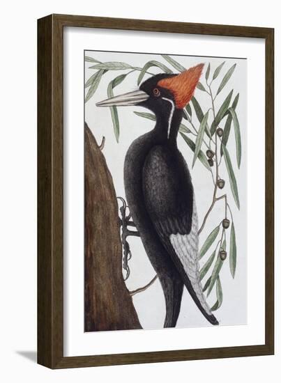 Large White Billed Woodpecker, Natural History of Carolina, Florida and the Bahamas Islands, 1731-Mark Catesby-Framed Giclee Print