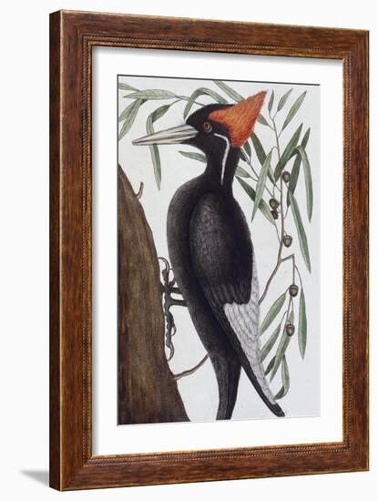 Large White Billed Woodpecker, Natural History of Carolina, Florida and the Bahamas Islands, 1731-Mark Catesby-Framed Giclee Print