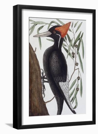 Large White Billed Woodpecker, Natural History of Carolina, Florida and the Bahamas Islands, 1731-Mark Catesby-Framed Giclee Print