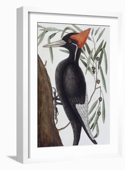 Large White Billed Woodpecker, Natural History of Carolina, Florida and the Bahamas Islands, 1731-Mark Catesby-Framed Giclee Print