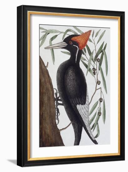 Large White Billed Woodpecker, Natural History of Carolina, Florida and the Bahamas Islands, 1731-Mark Catesby-Framed Giclee Print