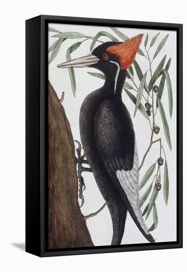 Large White Billed Woodpecker, Natural History of Carolina, Florida and the Bahamas Islands, 1731-Mark Catesby-Framed Premier Image Canvas