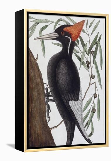 Large White Billed Woodpecker, Natural History of Carolina, Florida and the Bahamas Islands, 1731-Mark Catesby-Framed Premier Image Canvas