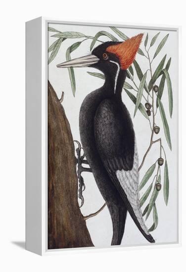 Large White Billed Woodpecker, Natural History of Carolina, Florida and the Bahamas Islands, 1731-Mark Catesby-Framed Premier Image Canvas