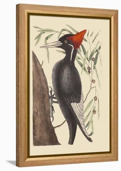 Large White Billed Woodpecker-Mark Catesby-Framed Stretched Canvas