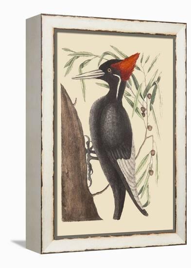 Large White Billed Woodpecker-Mark Catesby-Framed Stretched Canvas