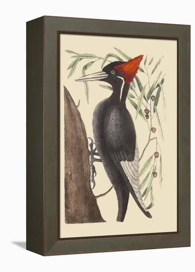 Large White Billed Woodpecker-Mark Catesby-Framed Stretched Canvas