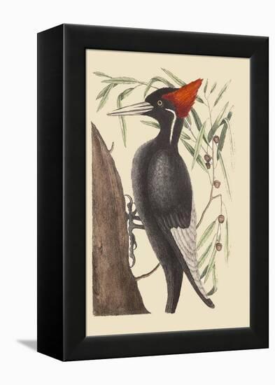 Large White Billed Woodpecker-Mark Catesby-Framed Stretched Canvas