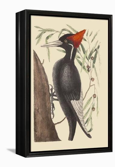 Large White Billed Woodpecker-Mark Catesby-Framed Stretched Canvas