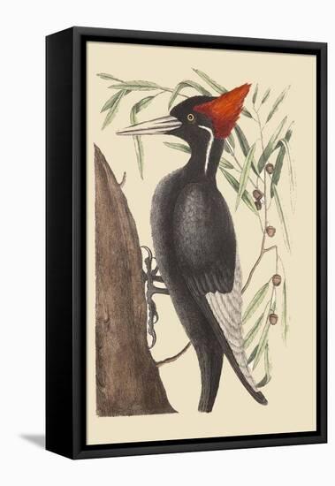 Large White Billed Woodpecker-Mark Catesby-Framed Stretched Canvas