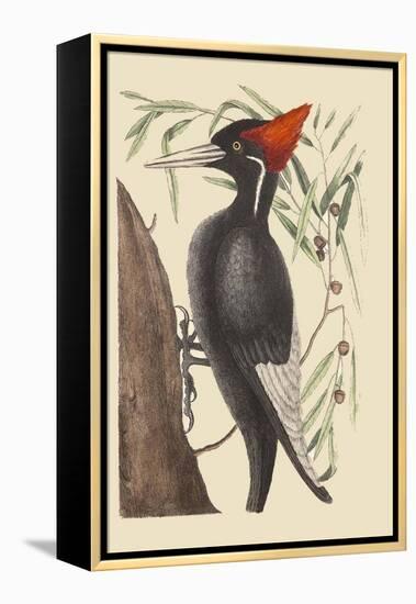 Large White Billed Woodpecker-Mark Catesby-Framed Stretched Canvas