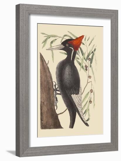 Large White Billed Woodpecker-Mark Catesby-Framed Art Print