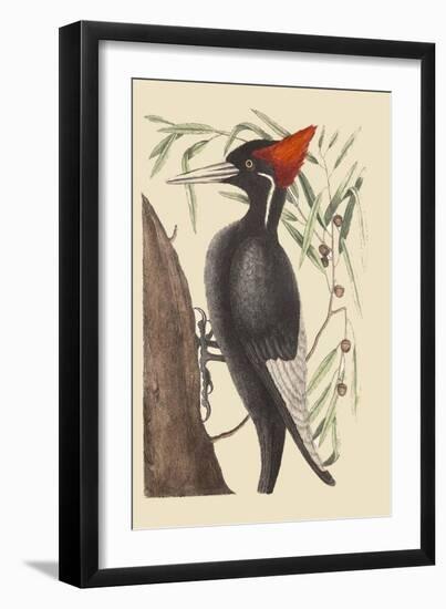 Large White Billed Woodpecker-Mark Catesby-Framed Art Print