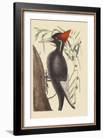 Large White Billed Woodpecker-Mark Catesby-Framed Art Print