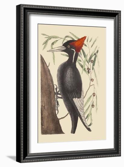 Large White Billed Woodpecker-Mark Catesby-Framed Art Print