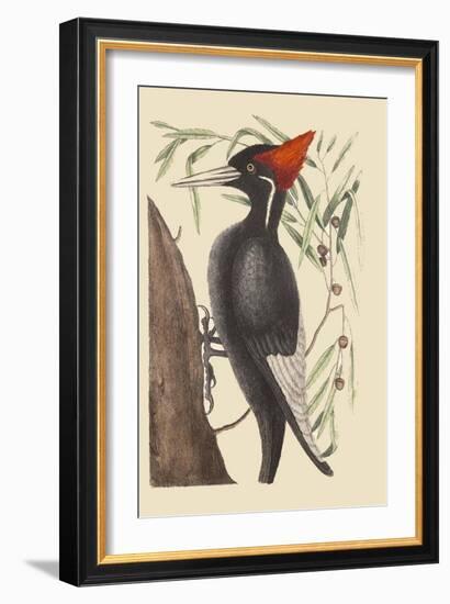 Large White Billed Woodpecker-Mark Catesby-Framed Art Print