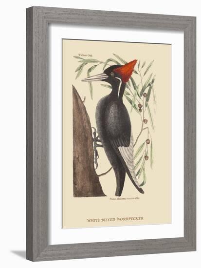 Large White Billed Woodpecker-Mark Catesby-Framed Art Print