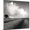 Large White Cloud Near Bilsington, Kent, 1981.-Fay Godwin-Mounted Giclee Print