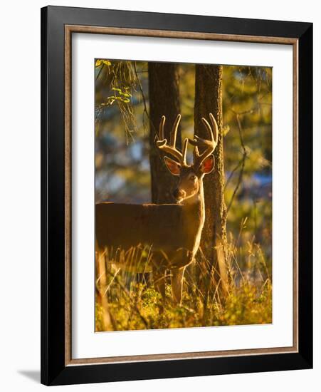 Large Whitetail Buck with Velvet Antlers in Morning Light in Whitefish, Montana, Usa-Chuck Haney-Framed Photographic Print