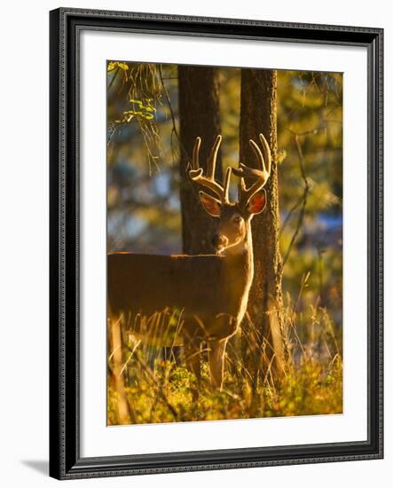 Large Whitetail Buck with Velvet Antlers in Morning Light in Whitefish, Montana, Usa-Chuck Haney-Framed Photographic Print