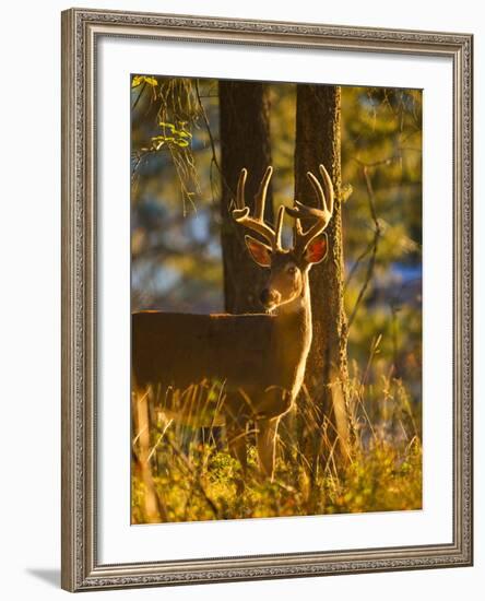 Large Whitetail Buck with Velvet Antlers in Morning Light in Whitefish, Montana, Usa-Chuck Haney-Framed Photographic Print