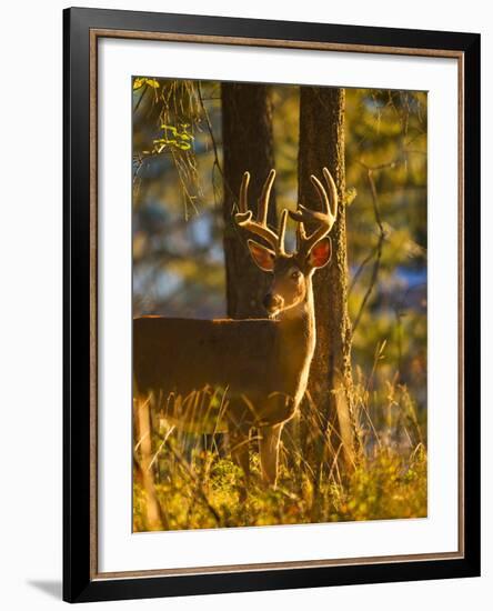 Large Whitetail Buck with Velvet Antlers in Morning Light in Whitefish, Montana, Usa-Chuck Haney-Framed Photographic Print