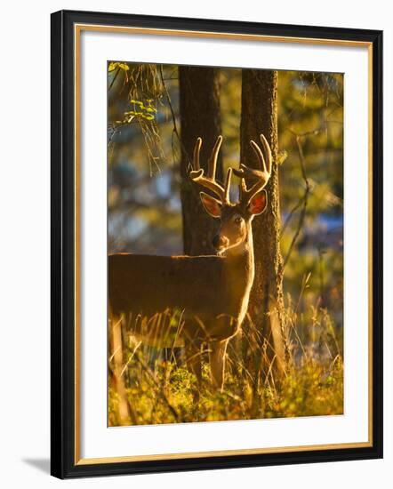 Large Whitetail Buck with Velvet Antlers in Morning Light in Whitefish, Montana, Usa-Chuck Haney-Framed Photographic Print