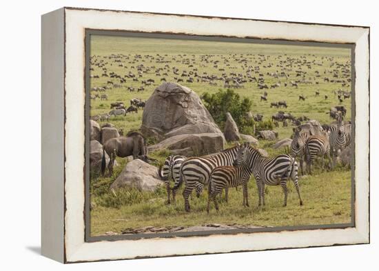 Large wildebeest herd and Burchell's zebras during migration, SerengetiNP, Tanzania, Africa-Adam Jones-Framed Premier Image Canvas