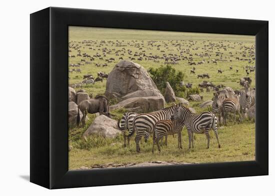 Large wildebeest herd and Burchell's zebras during migration, SerengetiNP, Tanzania, Africa-Adam Jones-Framed Premier Image Canvas