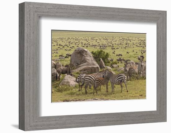 Large wildebeest herd and Burchell's zebras during migration, SerengetiNP, Tanzania, Africa-Adam Jones-Framed Photographic Print