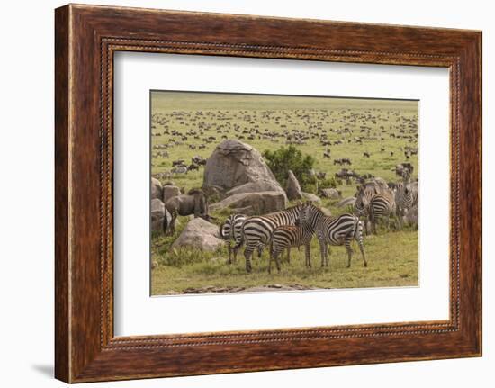 Large wildebeest herd and Burchell's zebras during migration, SerengetiNP, Tanzania, Africa-Adam Jones-Framed Photographic Print