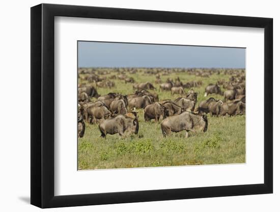 Large wildebeest herd during migration, Serengeti National Park, Tanzania, Africa-Adam Jones-Framed Photographic Print