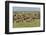 Large wildebeest herd during migration, Serengeti National Park, Tanzania, Africa-Adam Jones-Framed Photographic Print