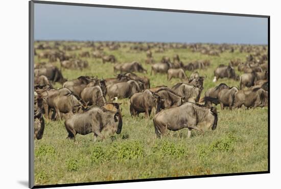 Large wildebeest herd during migration, Serengeti National Park, Tanzania, Africa-Adam Jones-Mounted Photographic Print
