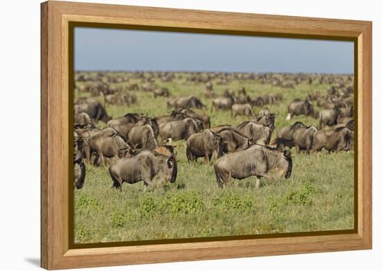 Large wildebeest herd during migration, Serengeti National Park, Tanzania, Africa-Adam Jones-Framed Premier Image Canvas