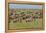 Large wildebeest herd during migration, Serengeti National Park, Tanzania, Africa-Adam Jones-Framed Premier Image Canvas