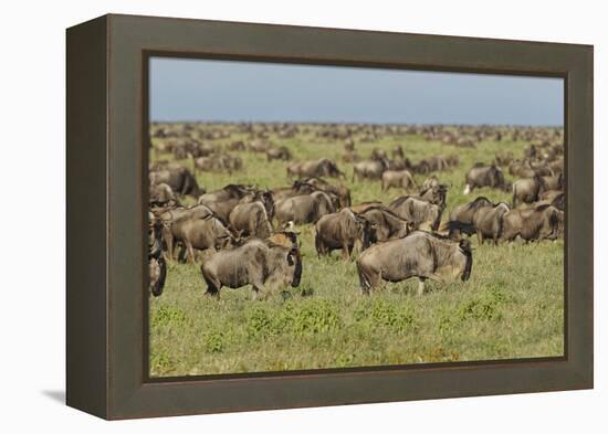 Large wildebeest herd during migration, Serengeti National Park, Tanzania, Africa-Adam Jones-Framed Premier Image Canvas