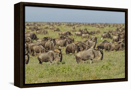 Large wildebeest herd during migration, Serengeti National Park, Tanzania, Africa-Adam Jones-Framed Premier Image Canvas