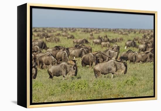 Large wildebeest herd during migration, Serengeti National Park, Tanzania, Africa-Adam Jones-Framed Premier Image Canvas
