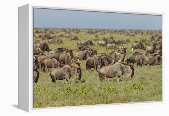 Large wildebeest herd during migration, Serengeti National Park, Tanzania, Africa-Adam Jones-Framed Premier Image Canvas