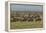 Large wildebeest herd during migration, Serengeti National Park, Tanzania, Africa-Adam Jones-Framed Premier Image Canvas